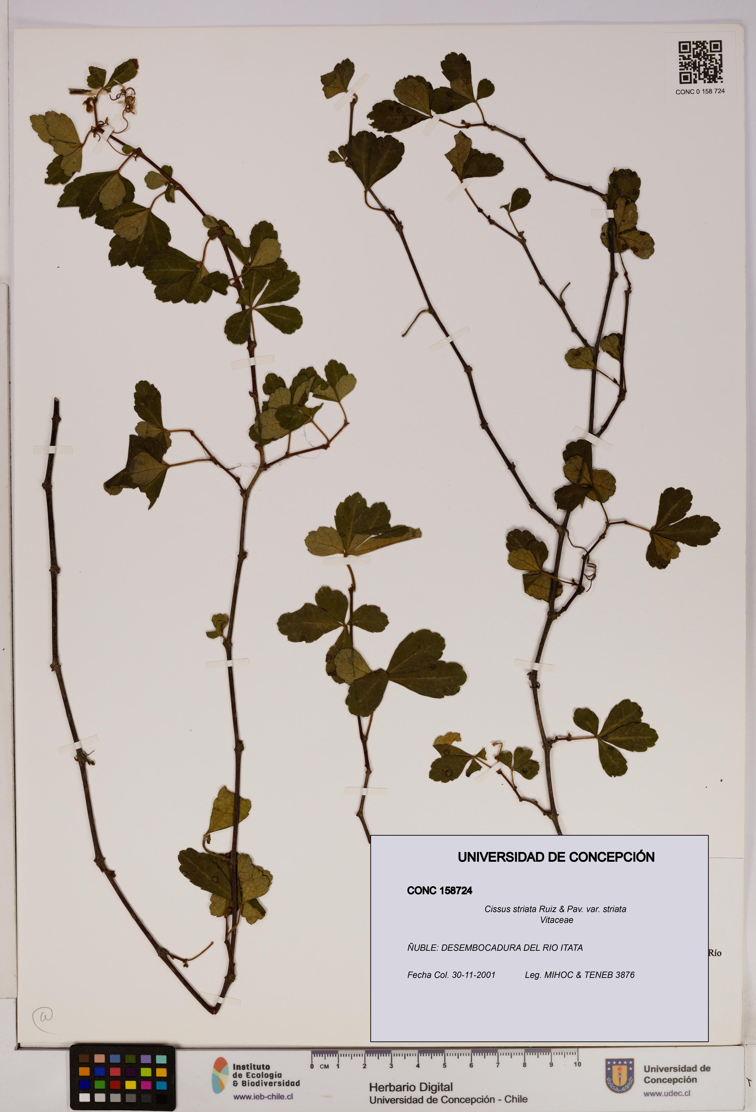Cissus striata var. striata [Espécimen: UDEC:CONC:0158724]