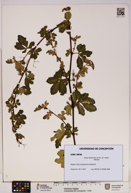Cissus striata var. striata [Espécimen: UDEC:CONC:0158725]