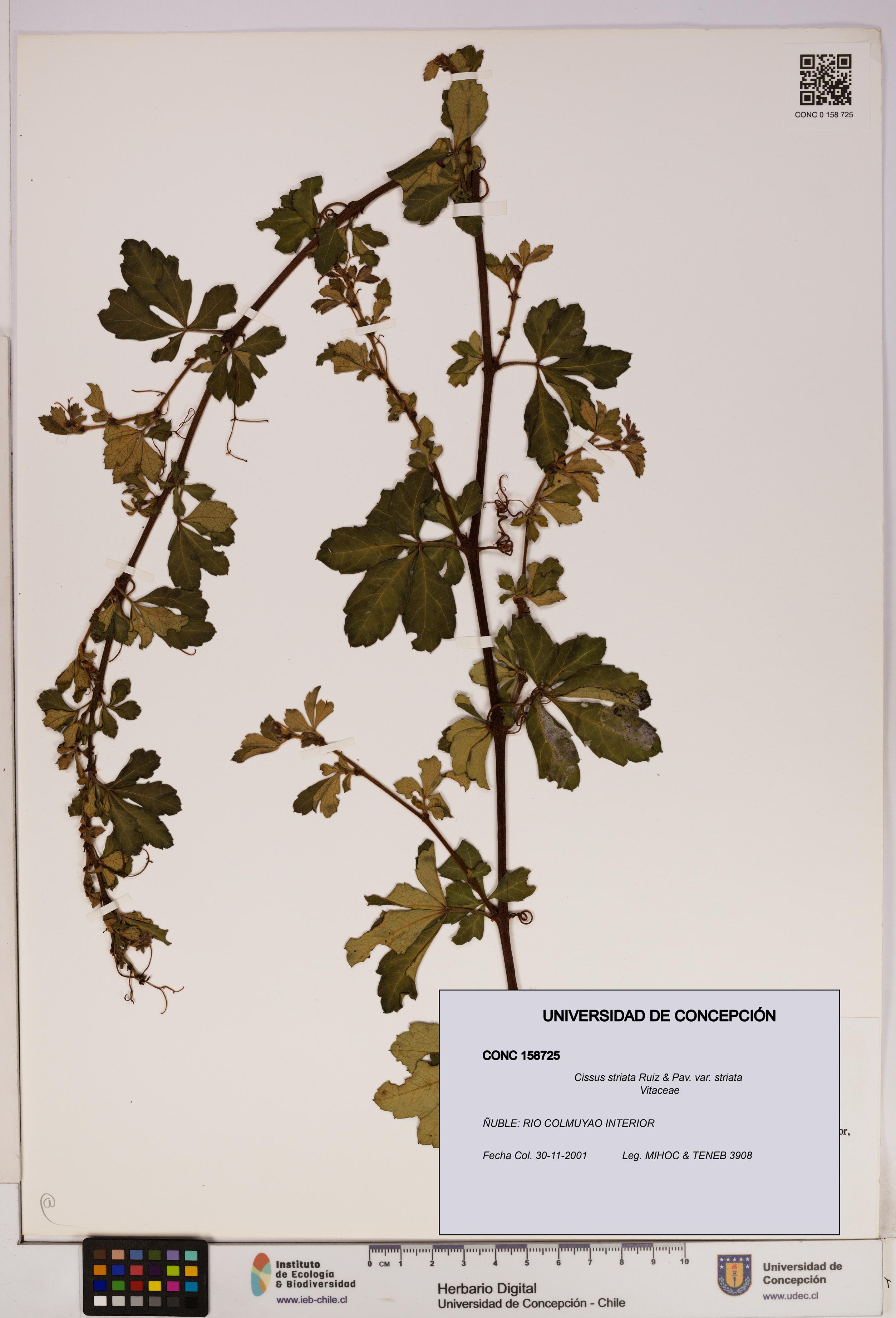 Cissus striata var. striata [Espécimen: UDEC:CONC:0158725]