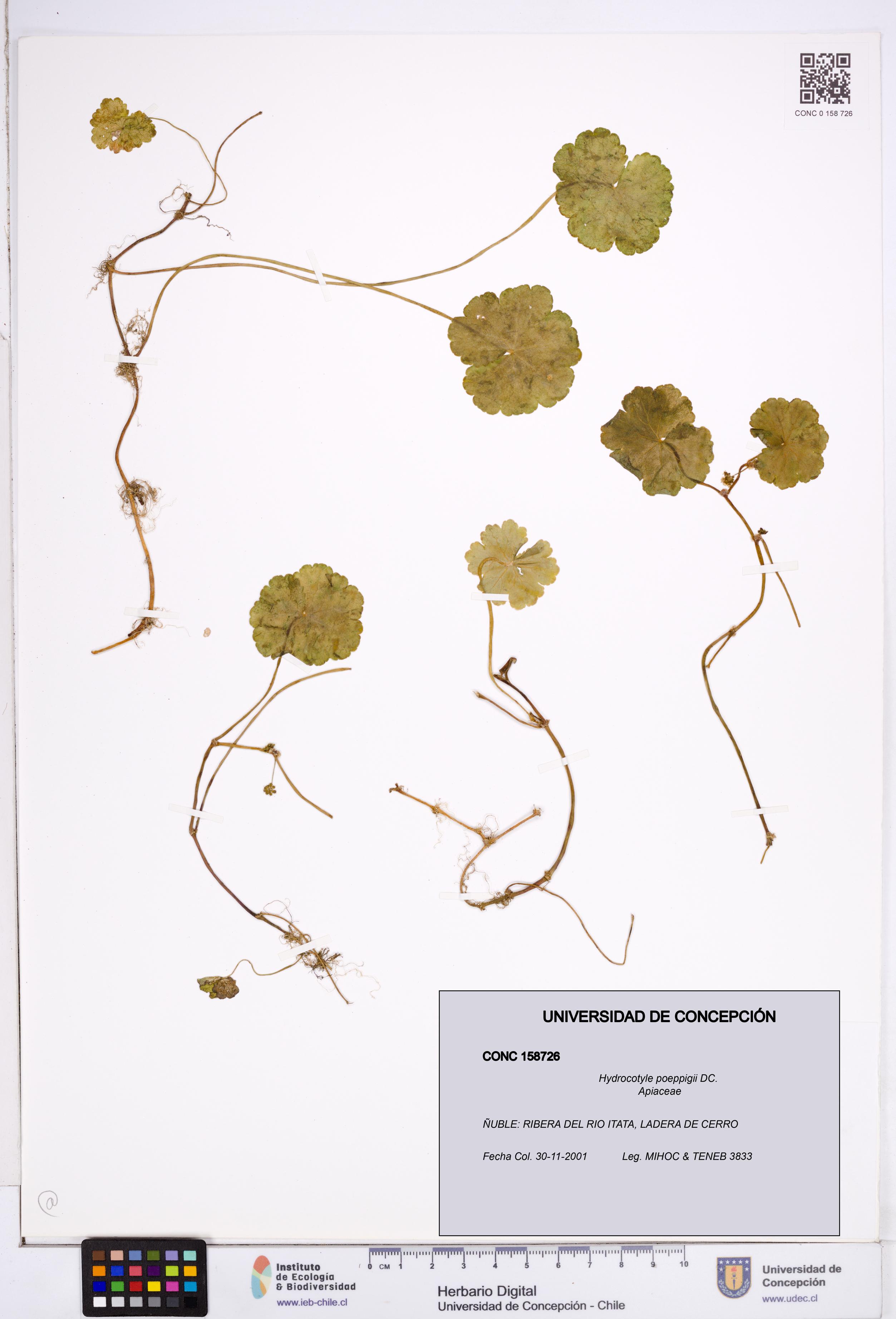 Hydrocotyle poeppigii [Espécimen: ]