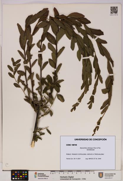 Myoschilos oblongus [Espécimen: UDEC:CONC:0158745]