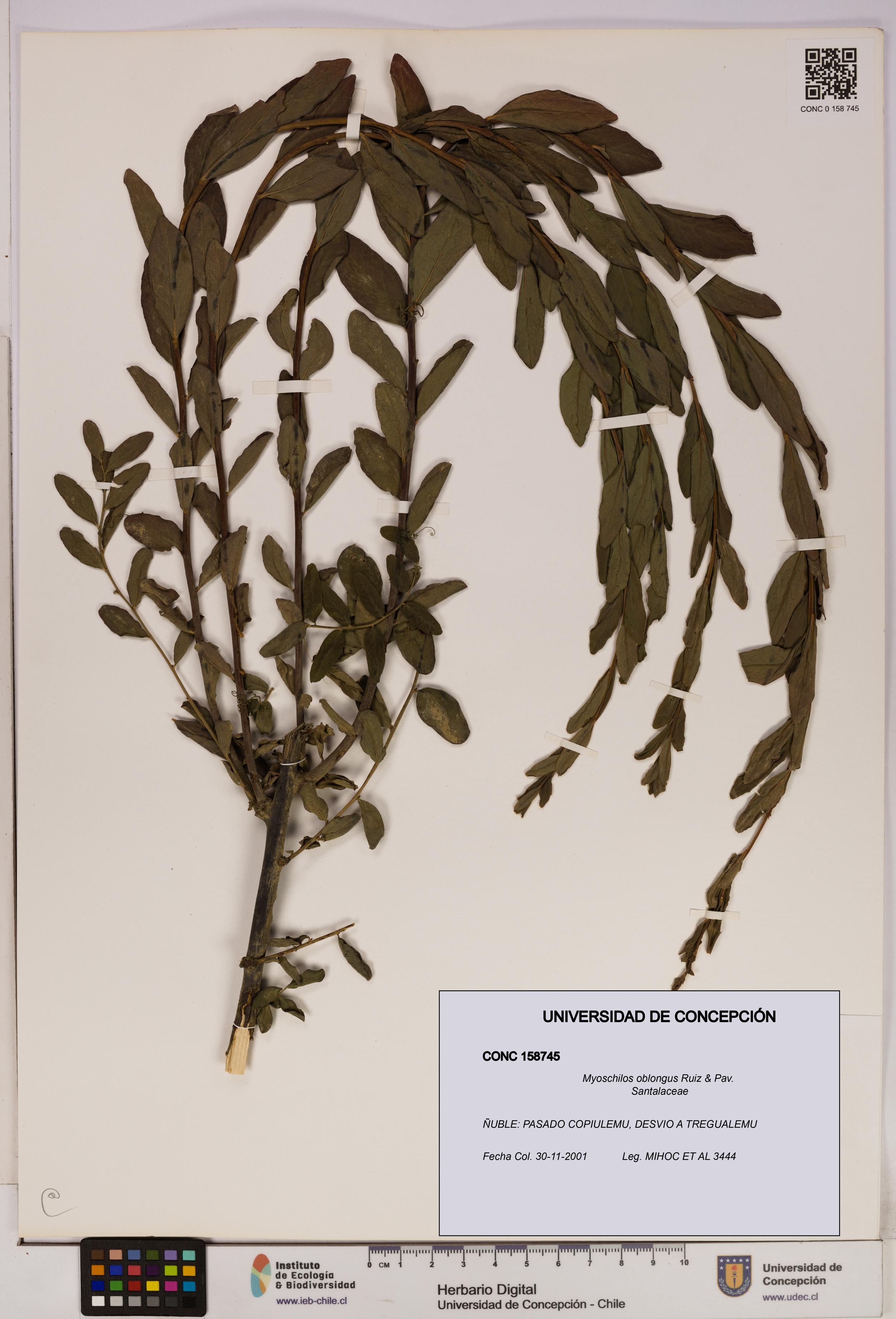 Myoschilos oblongus [Espécimen: UDEC:CONC:0158745]