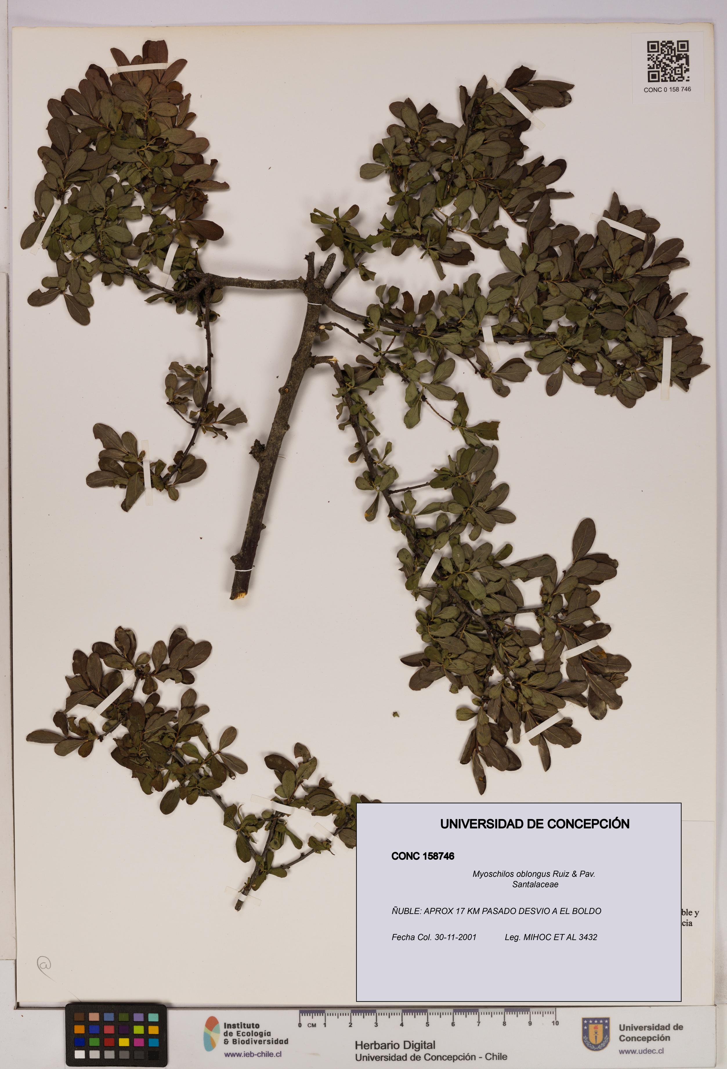 Myoschilos oblongus [Espécimen: UDEC:CONC:0158746]