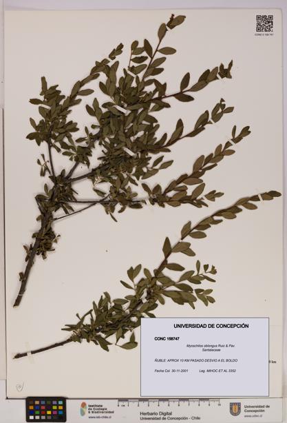 Myoschilos oblongus [Espécimen: UDEC:CONC:0158747]