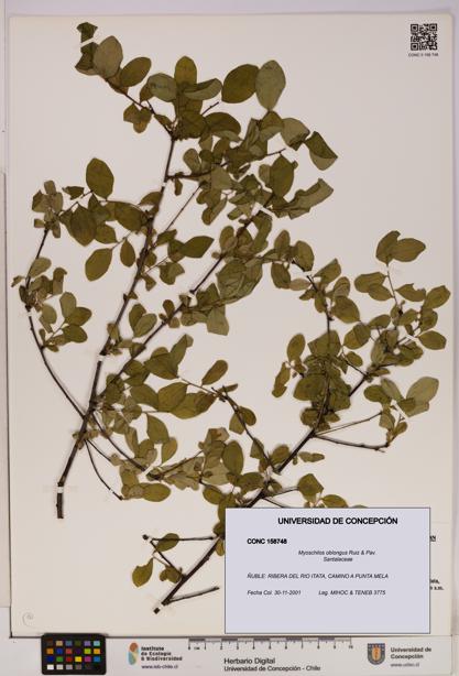 Myoschilos oblongus [Espécimen: UDEC:CONC:0158748]