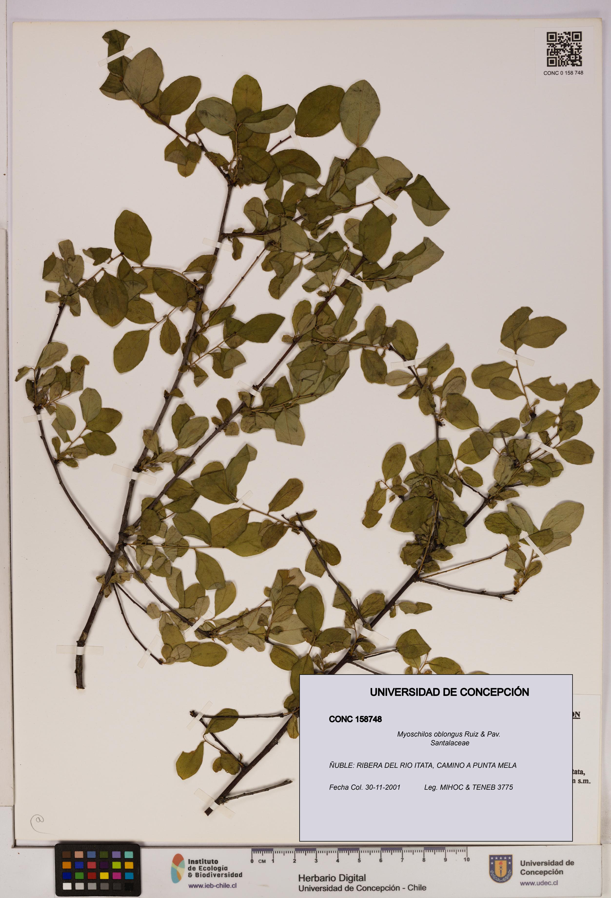 Myoschilos oblongus [Espécimen: UDEC:CONC:0158748]