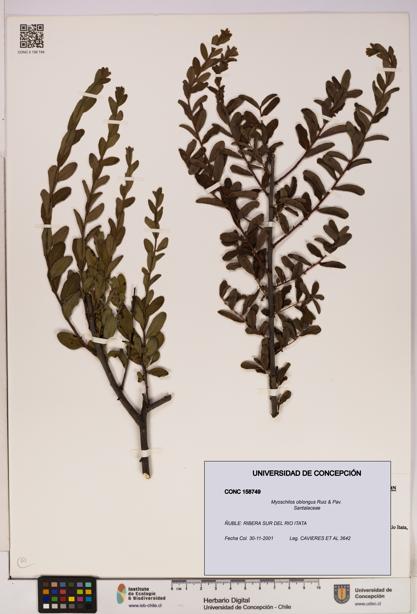 Myoschilos oblongus [Espécimen: UDEC:CONC:0158749]