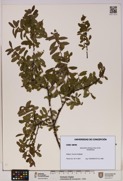 Myoschilos oblongus [Espécimen: UDEC:CONC:0158750]