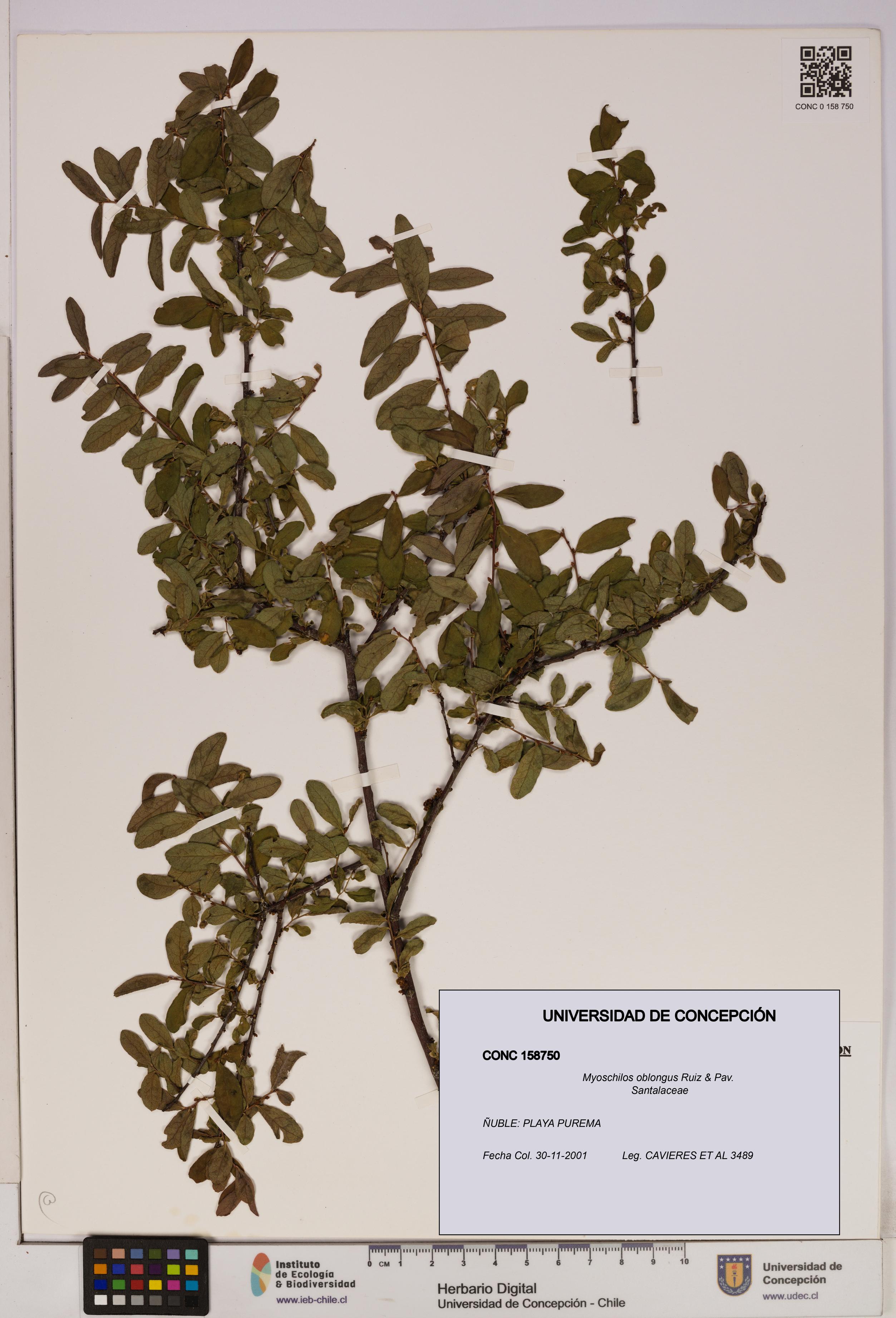 Myoschilos oblongus [Espécimen: UDEC:CONC:0158750]