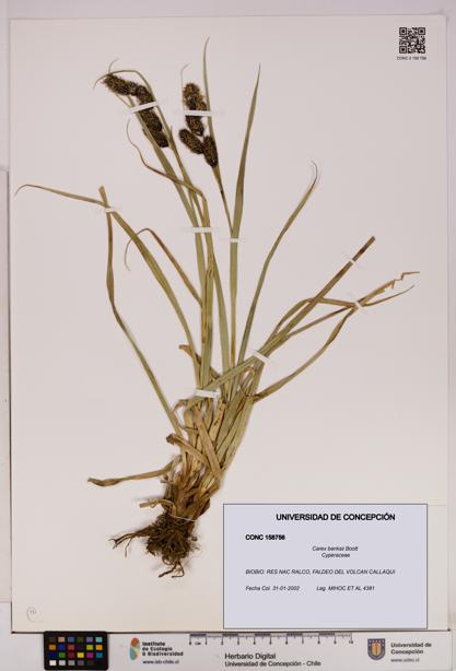 Carex banksii [Espécimen: UDEC:CONC:0158756]