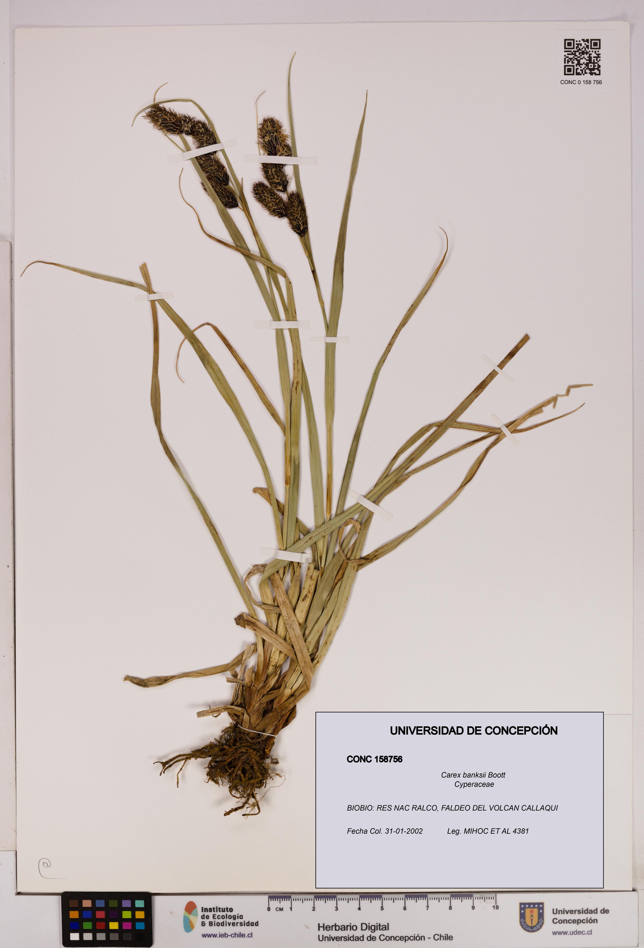 Carex banksii [Espécimen: UDEC:CONC:0158756]