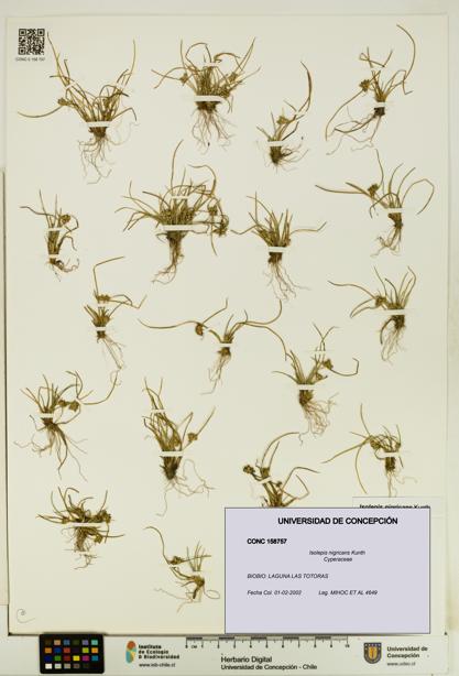 Isolepis nigricans [Espécimen: UDEC:CONC:0158757]