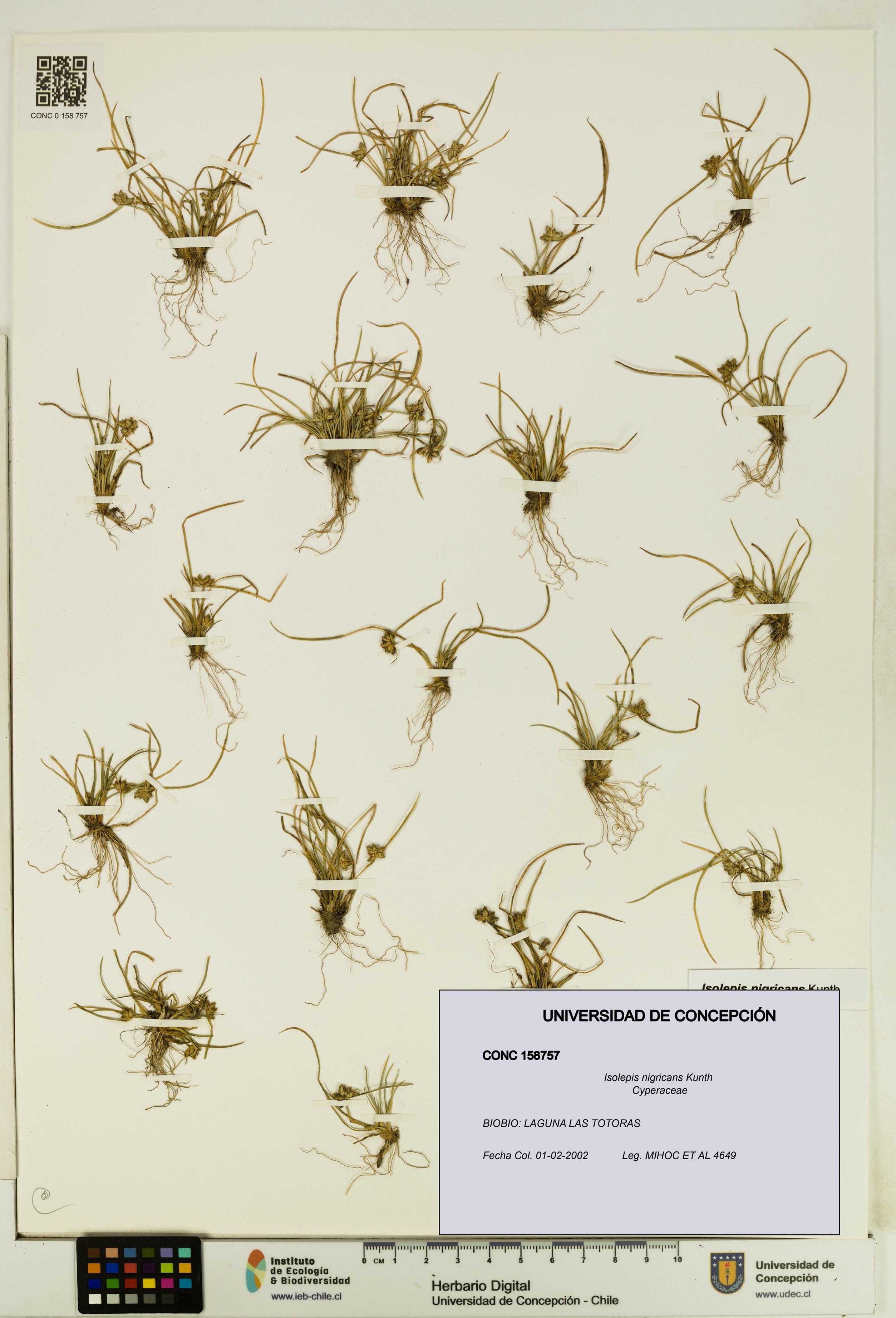 Isolepis nigricans [Espécimen: UDEC:CONC:0158757]