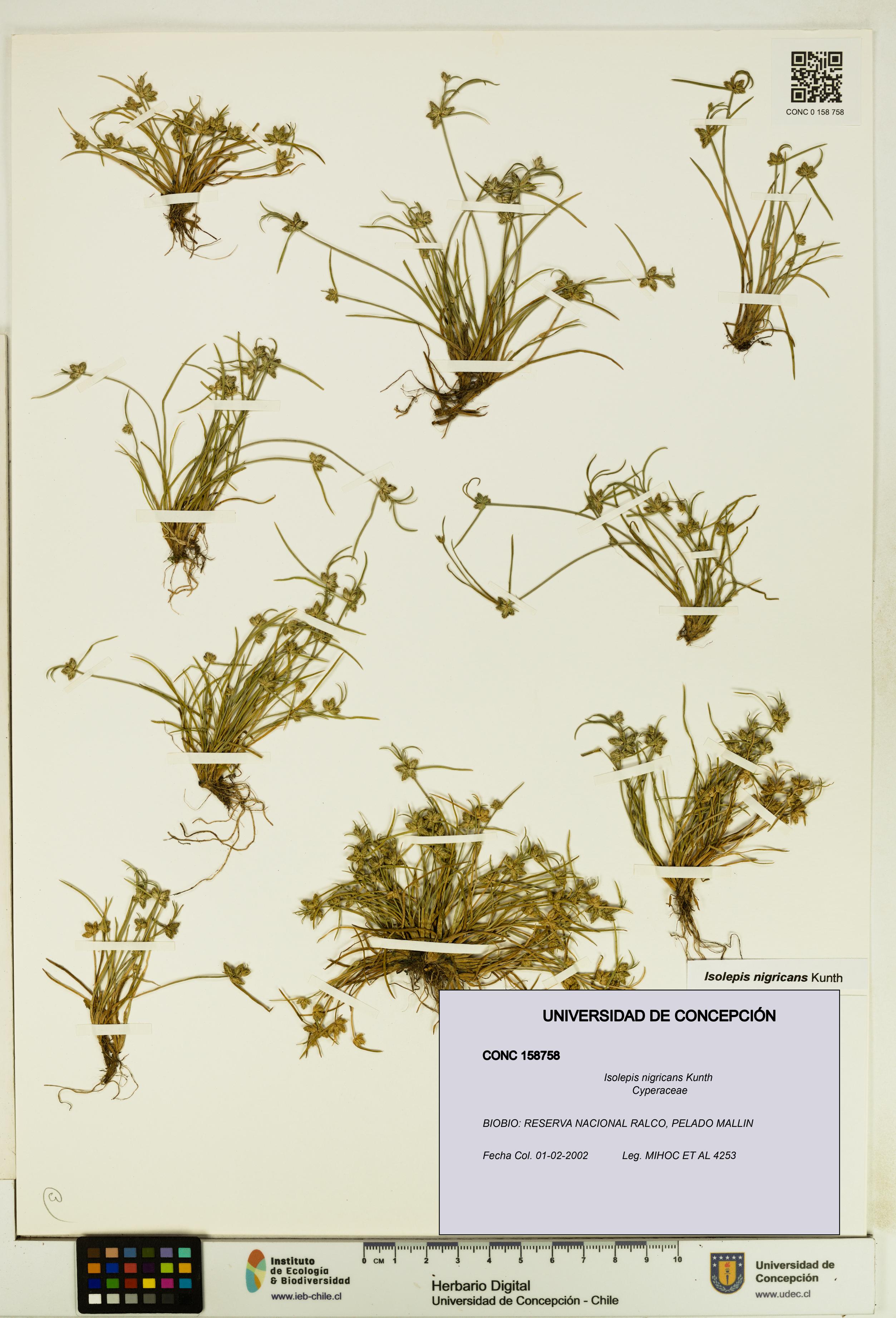 Isolepis nigricans [Espécimen: UDEC:CONC:0158758]