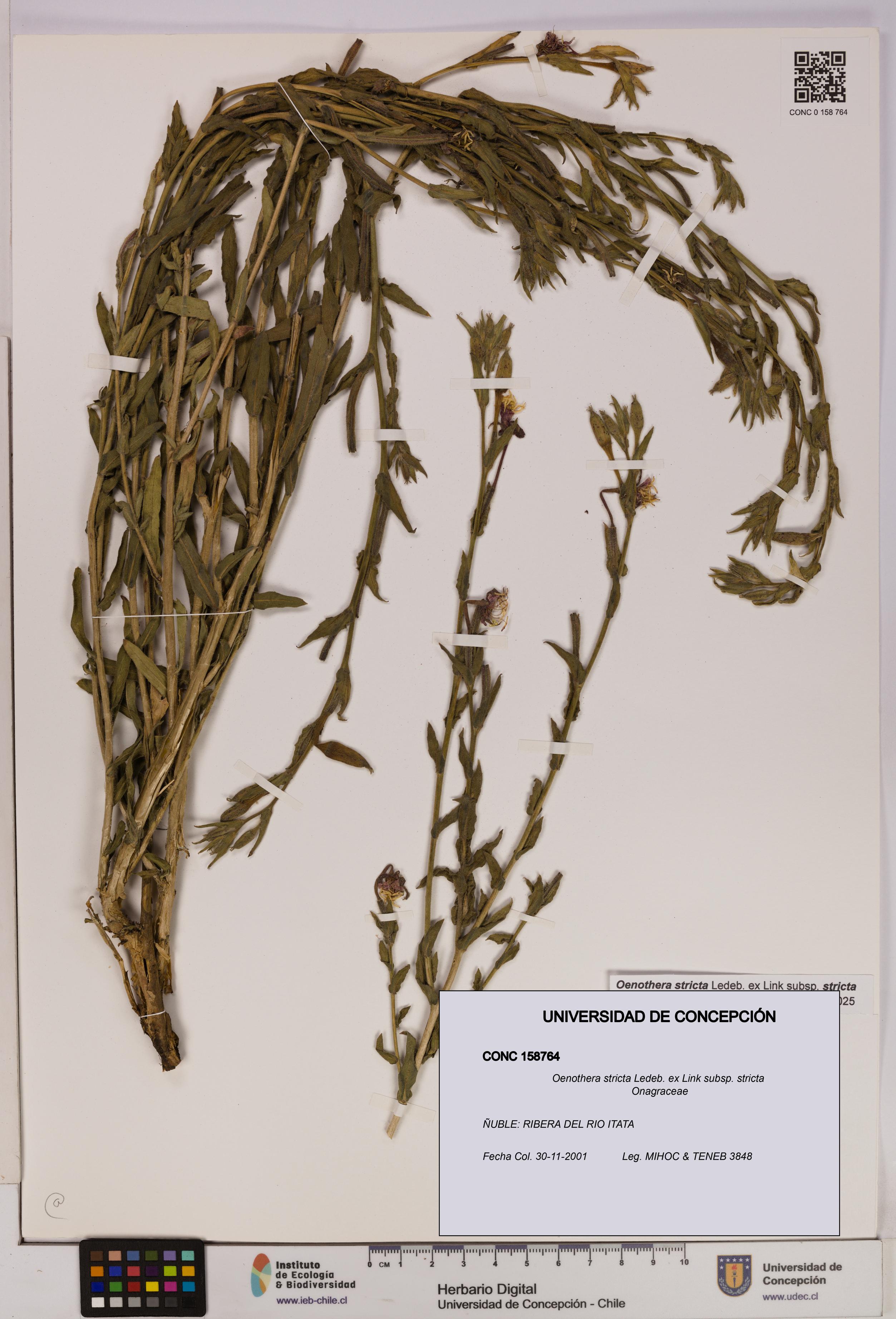 Oenothera stricta subsp. stricta [Espécimen: UDEC:CONC:0158764]