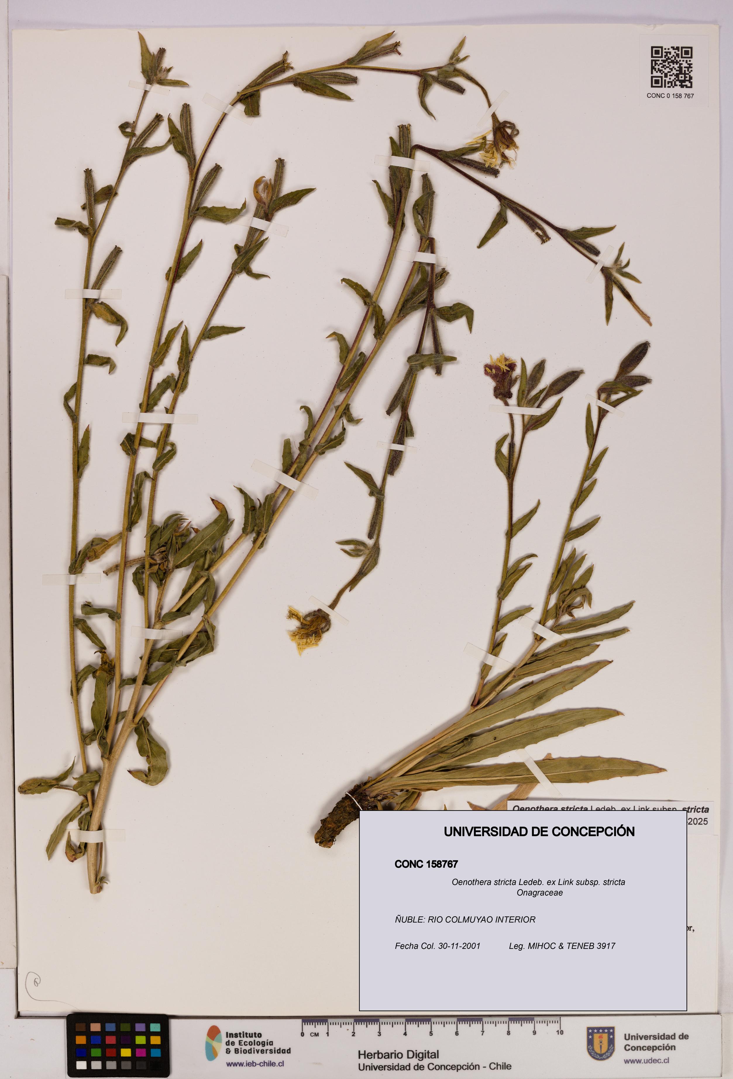 Oenothera stricta subsp. stricta [Espécimen: UDEC:CONC:0158767]