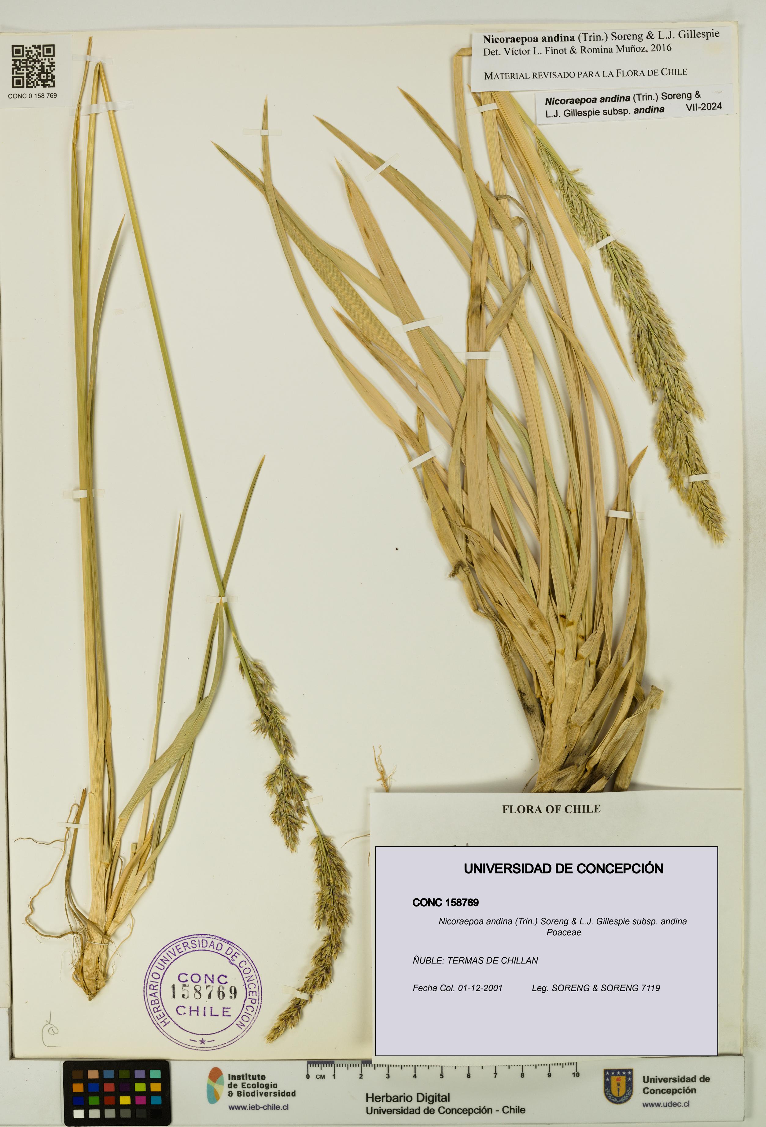 Nicoraepoa andina subsp. andina [Espécimen: UDEC:CONC:0158769]