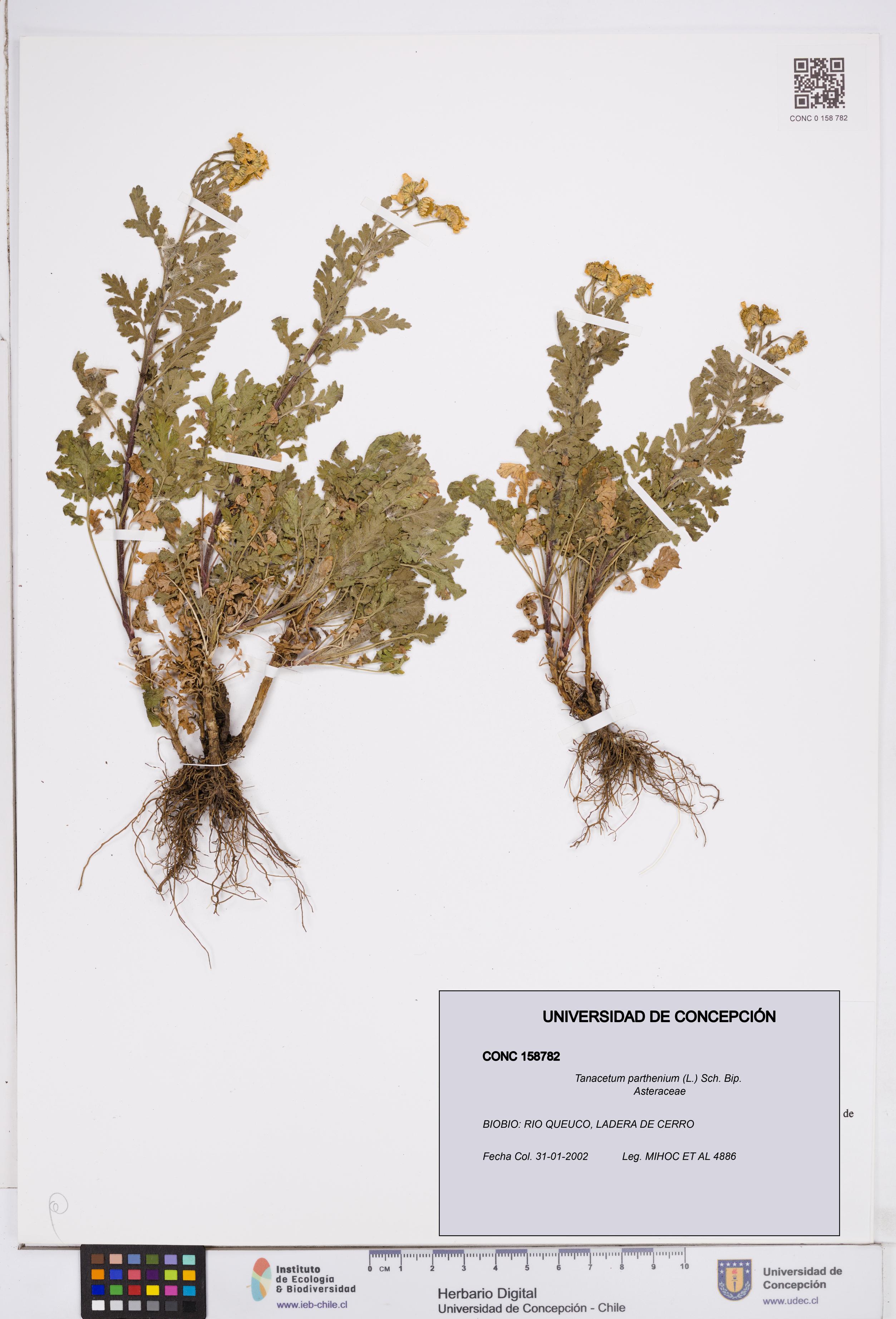 Tanacetum parthenium [Espécimen: ]