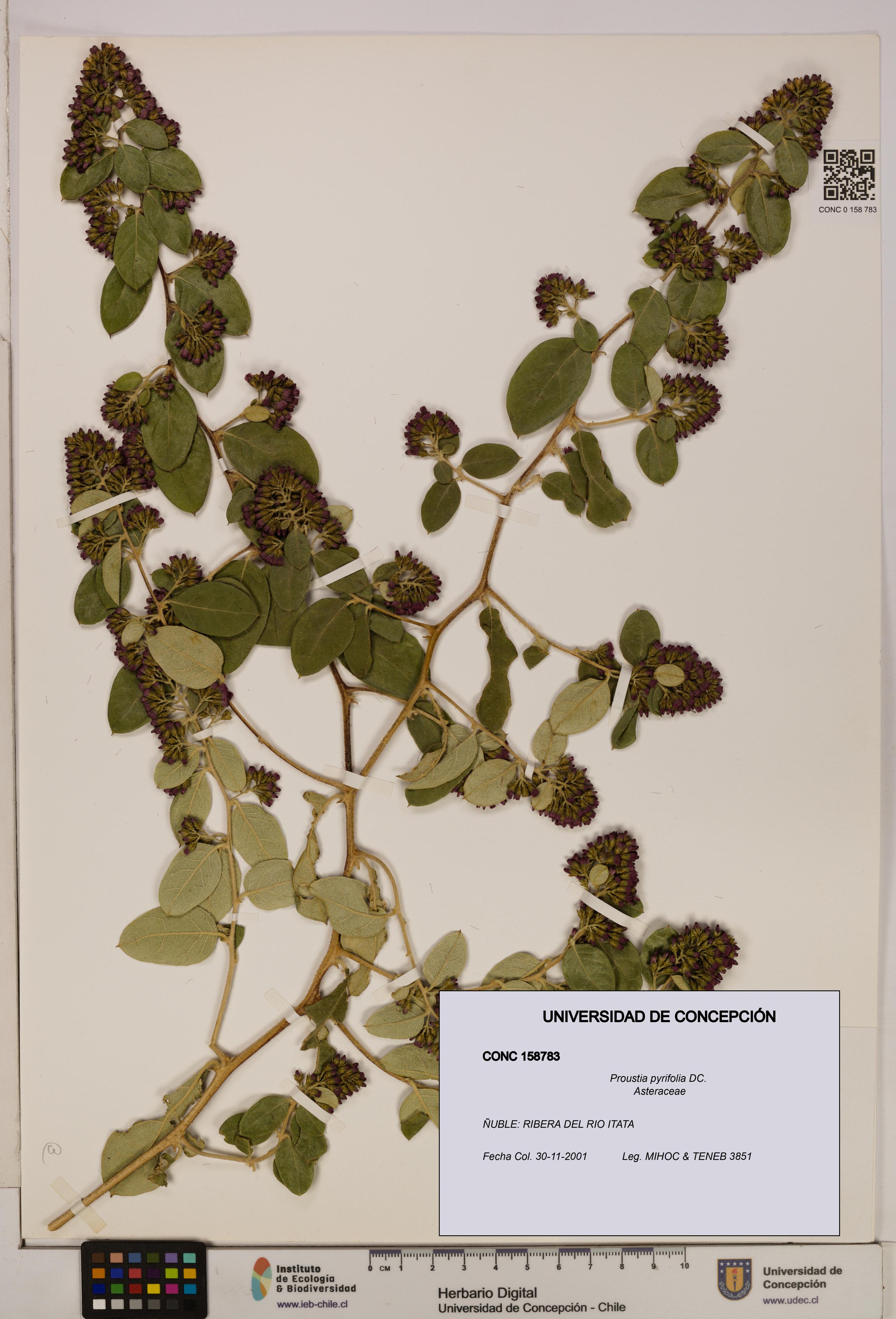 Proustia pyrifolia [Espécimen: UDEC:CONC:0158783]