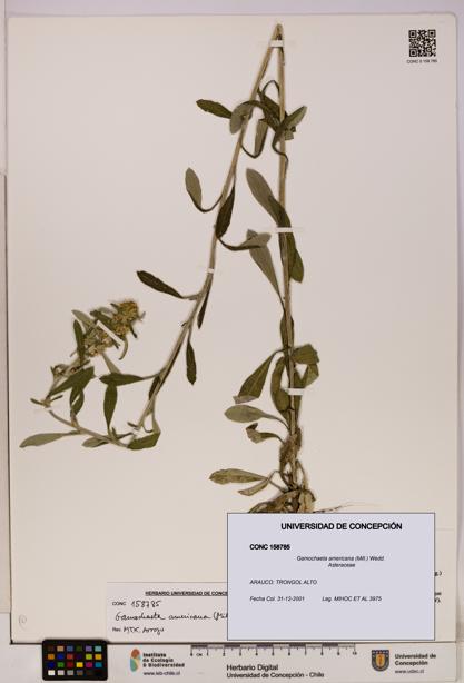 Gamochaeta americana [Espécimen: UDEC:CONC:0158785]