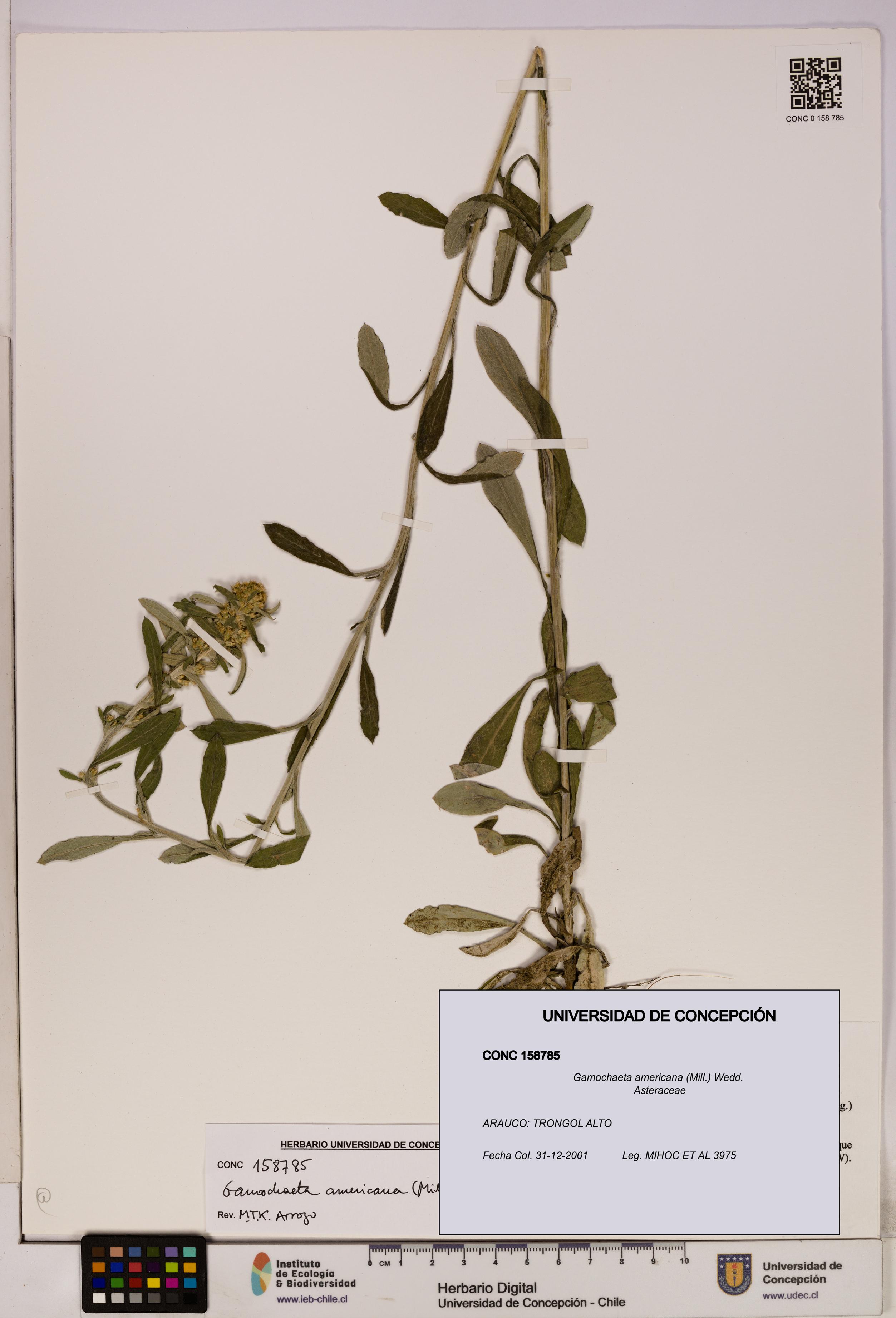 Gamochaeta americana [Espécimen: UDEC:CONC:0158785]