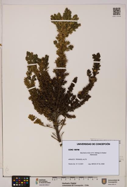 Baccharis minor [Espécimen: UDEC:CONC:0158786]