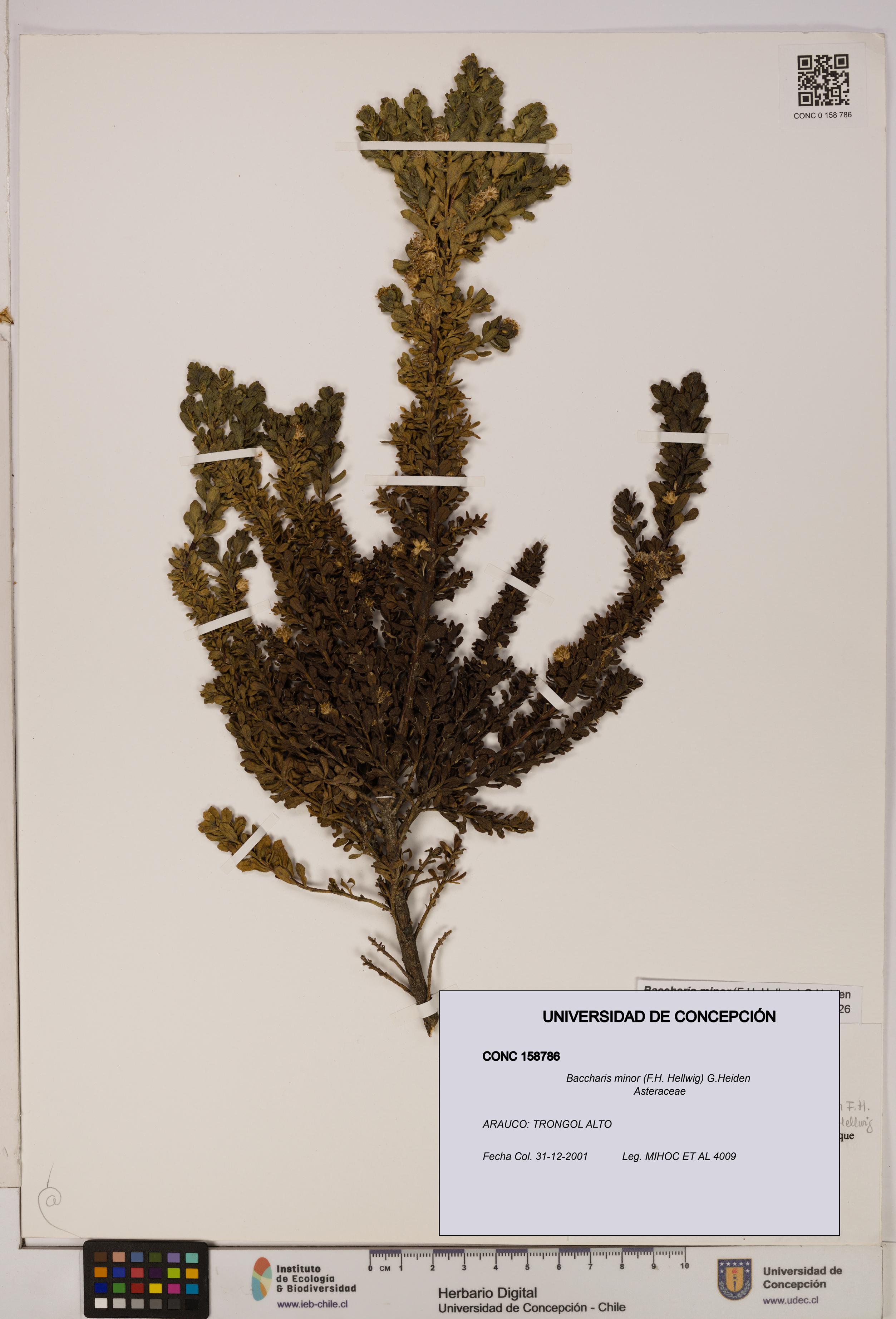 Baccharis minor [Espécimen: UDEC:CONC:0158786]