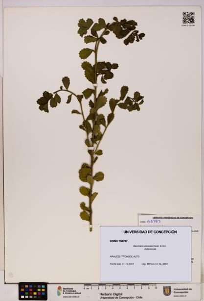 Baccharis obovata [Espécimen: UDEC:CONC:0158787]
