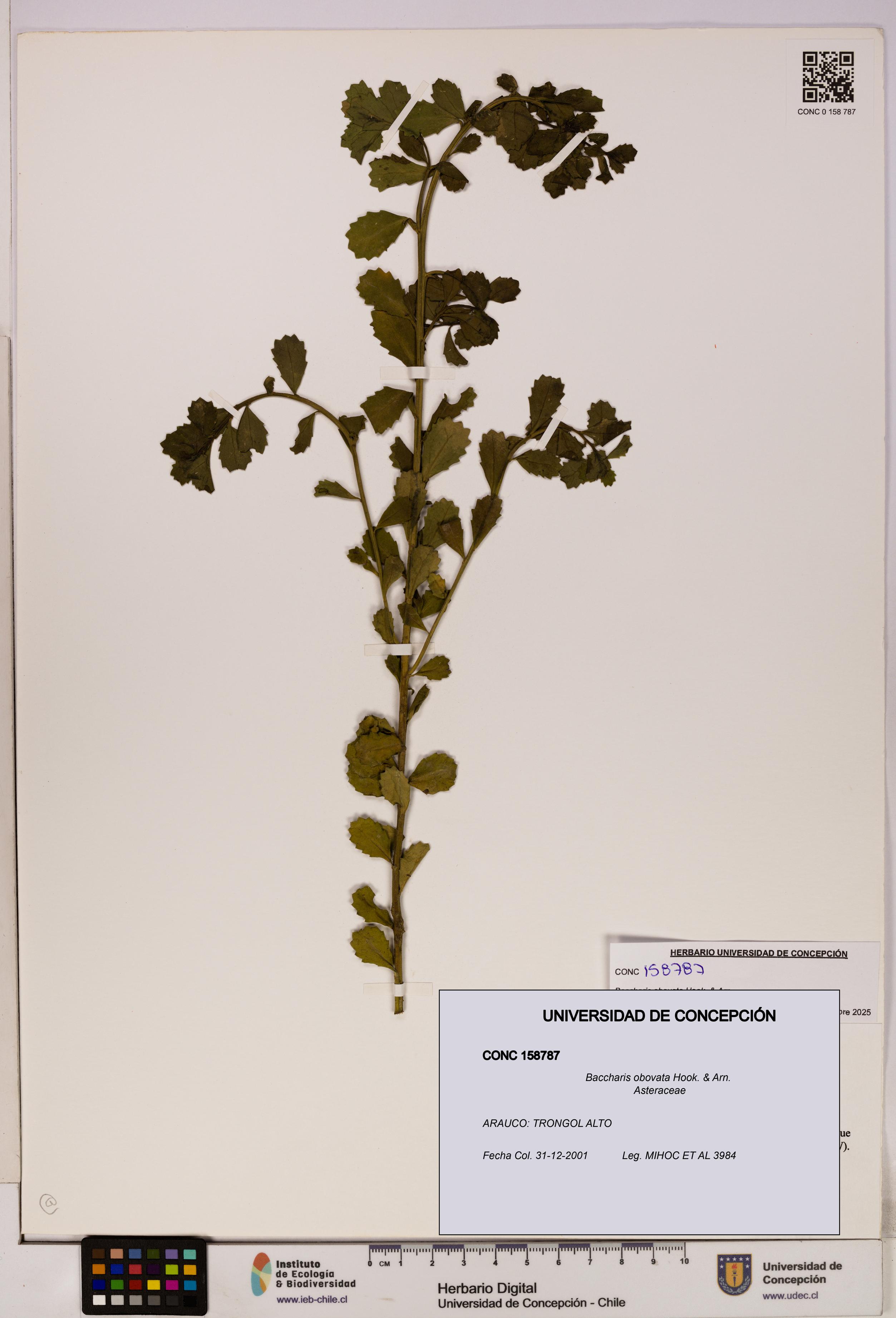 Baccharis obovata [Espécimen: UDEC:CONC:0158787]