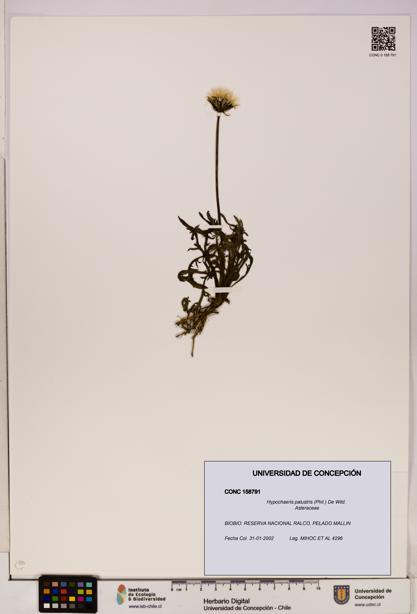 Hypochaeris palustris [Espécimen: UDEC:CONC:0158791]