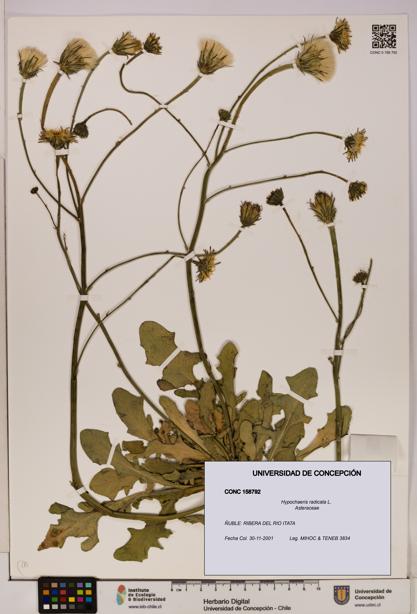 Hypochaeris radicata [Espécimen: UDEC:CONC:0158792]