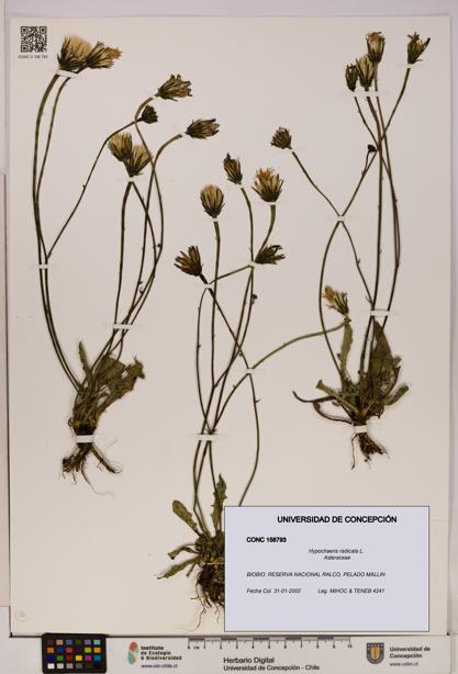 Hypochaeris radicata [Espécimen: UDEC:CONC:0158793]