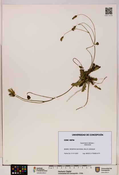 Hypochaeris radicata [Espécimen: UDEC:CONC:0158794]
