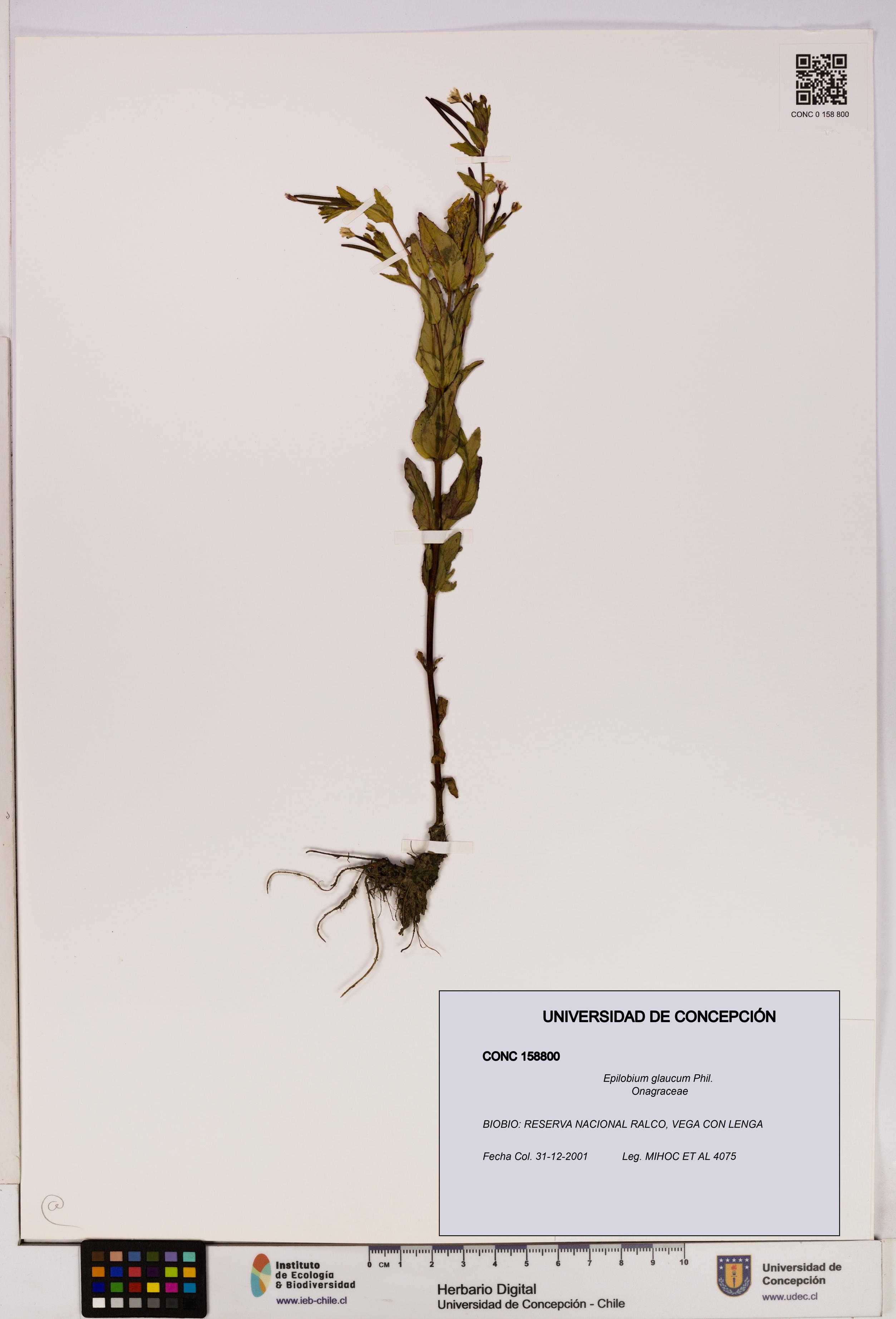 Epilobium glaucum [Espécimen: UDEC:CONC:0158800]
