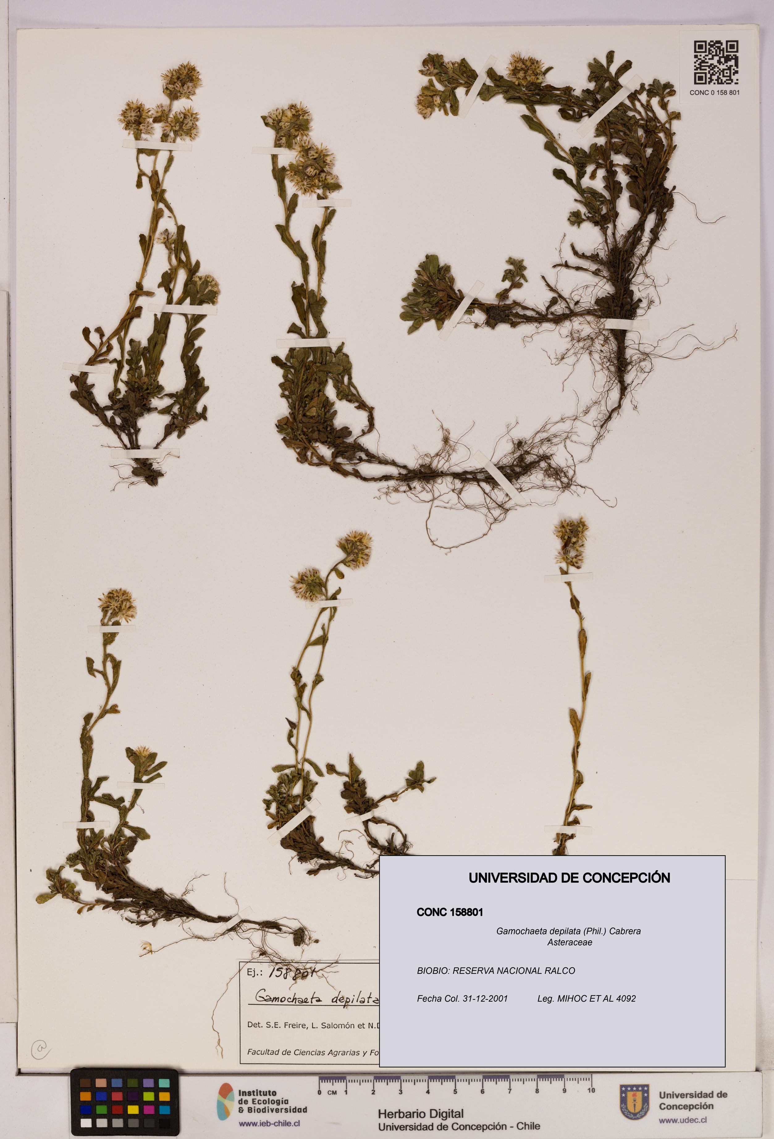 Gamochaeta depilata [Espécimen: UDEC:CONC:0158801]