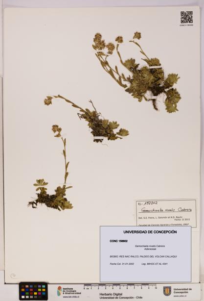 Gamochaeta nivalis [Espécimen: UDEC:CONC:0158802]