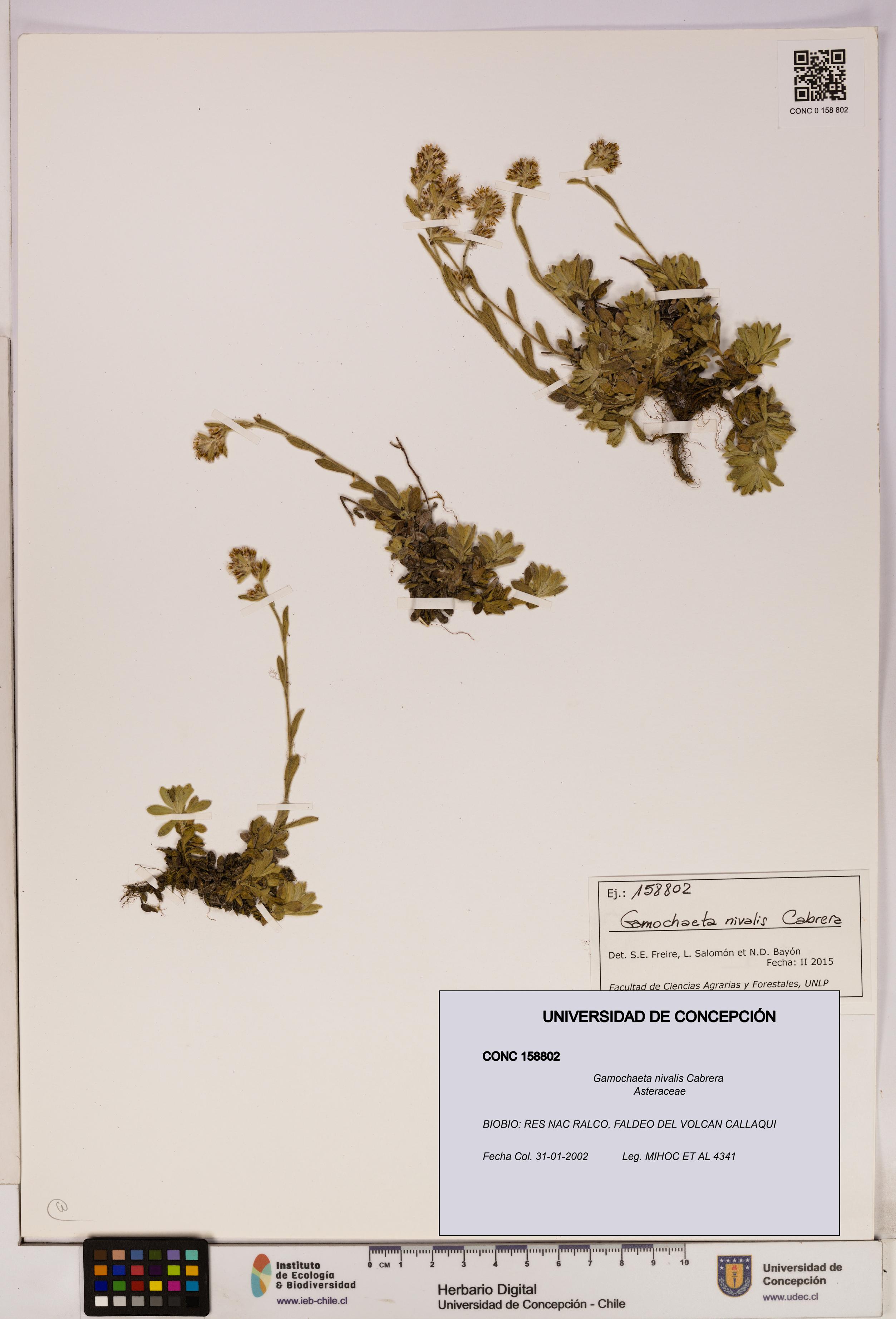 Gamochaeta nivalis [Espécimen: UDEC:CONC:0158802]