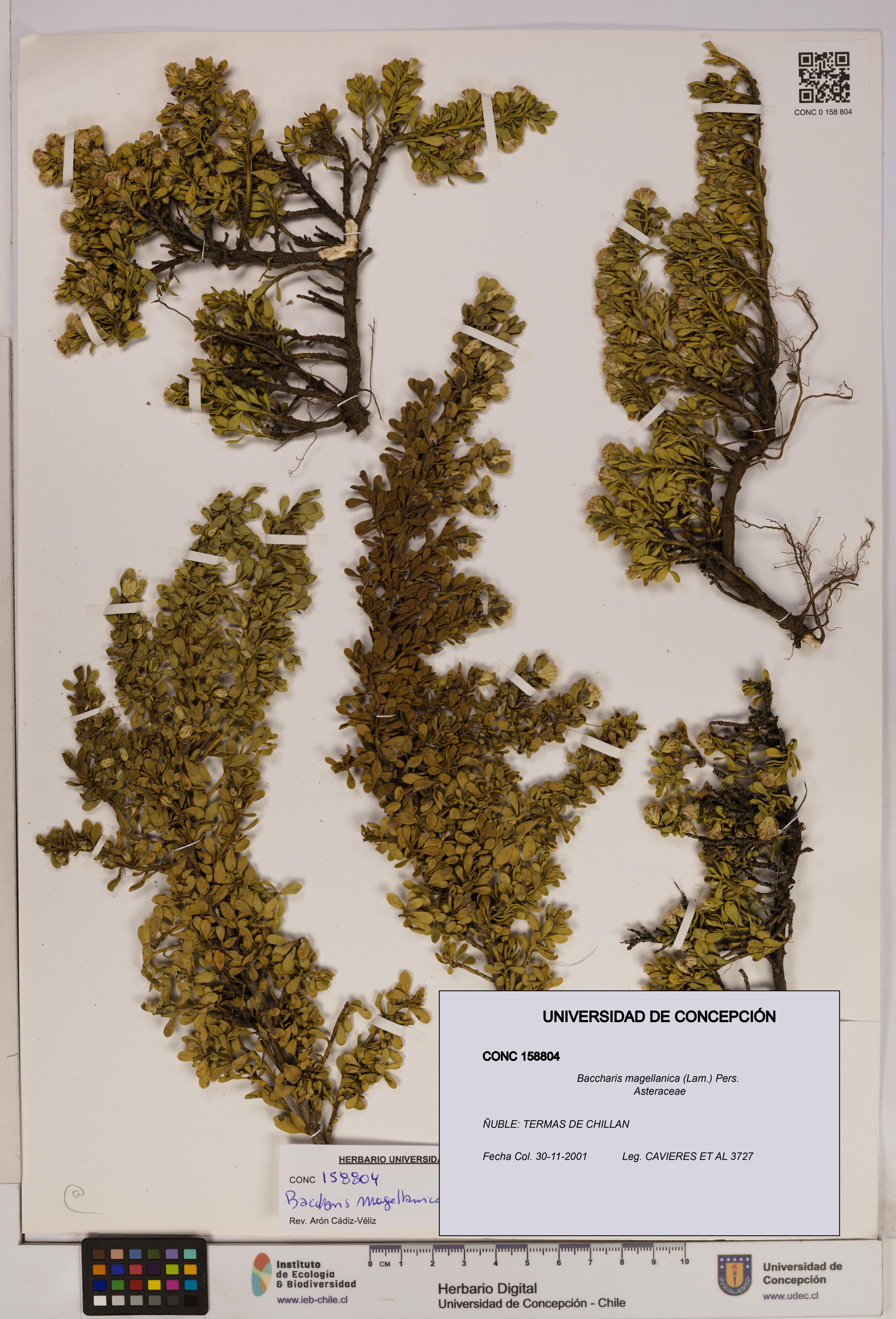 Baccharis magellanica [Espécimen: UDEC:CONC:0158804]