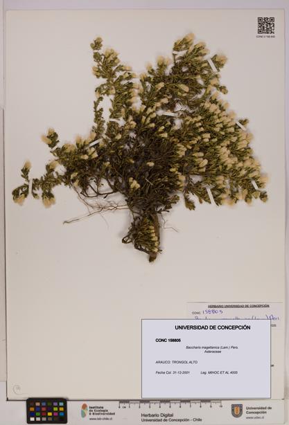 Baccharis magellanica [Espécimen: UDEC:CONC:0158805]