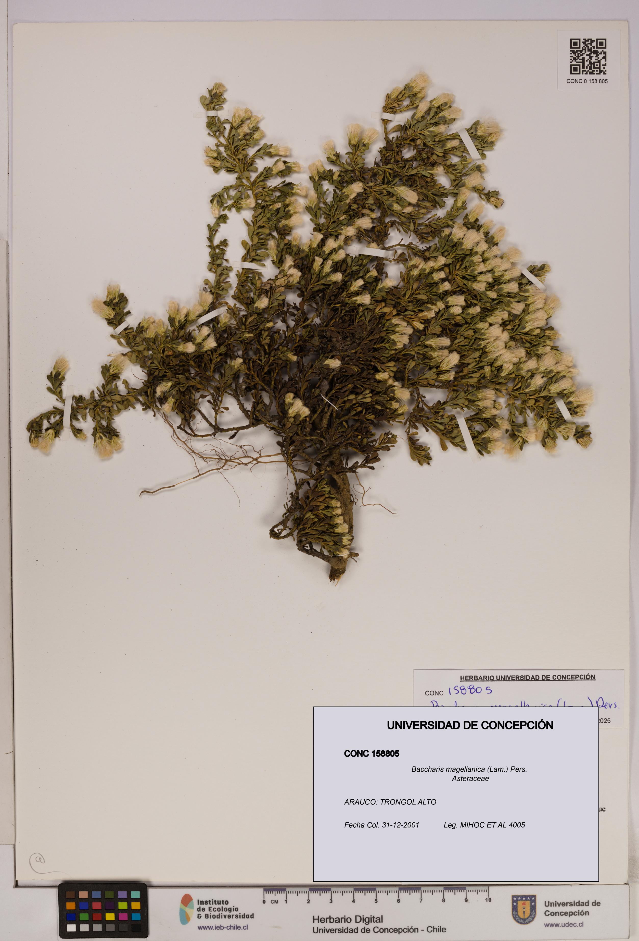 Baccharis magellanica [Espécimen: UDEC:CONC:0158805]