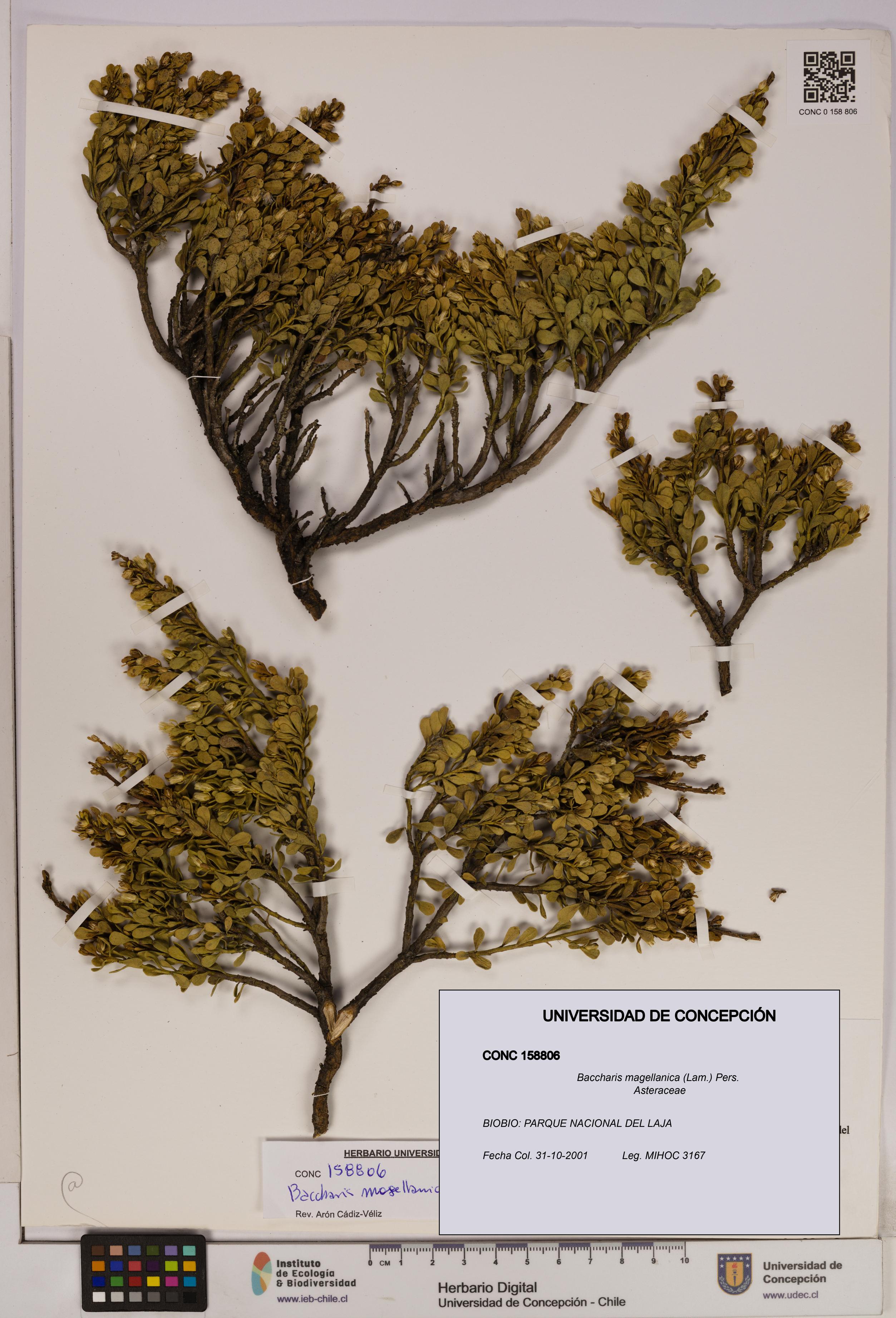 Baccharis magellanica [Espécimen: UDEC:CONC:0158806]