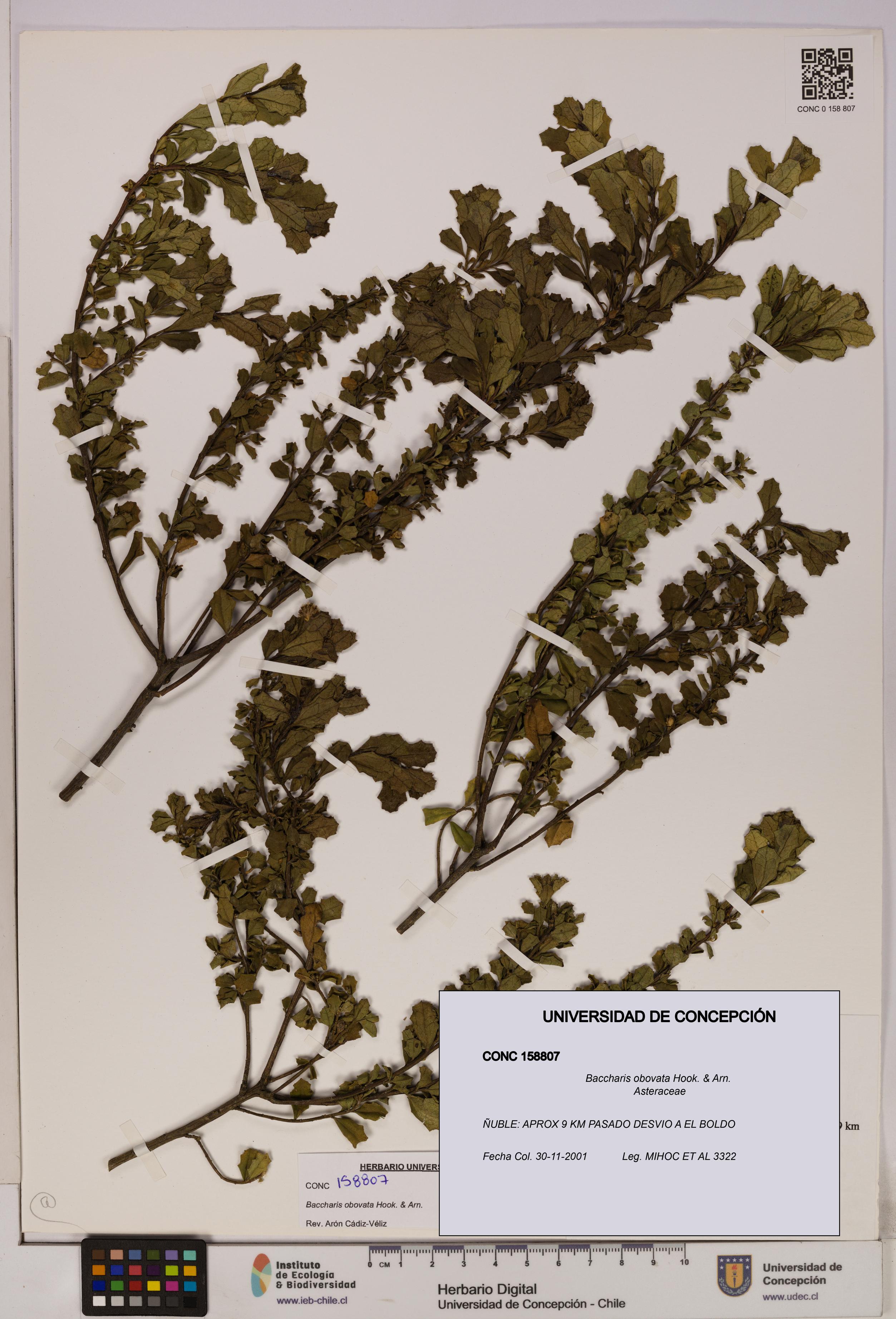 Baccharis obovata [Espécimen: UDEC:CONC:0158807]