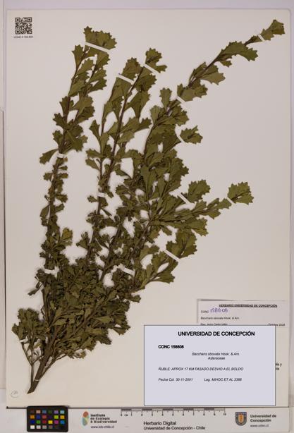 Baccharis obovata [Espécimen: UDEC:CONC:0158808]