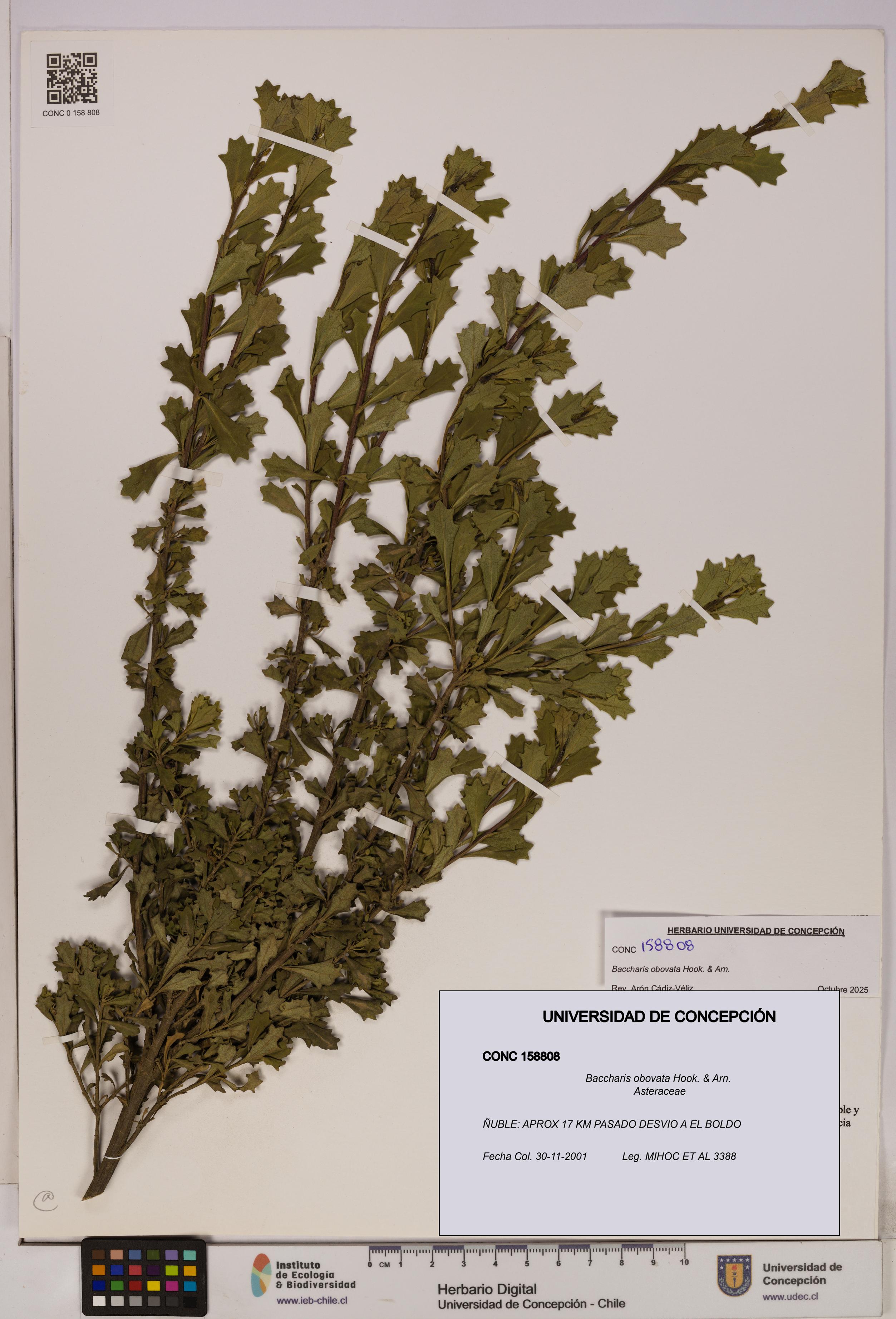 Baccharis obovata [Espécimen: UDEC:CONC:0158808]