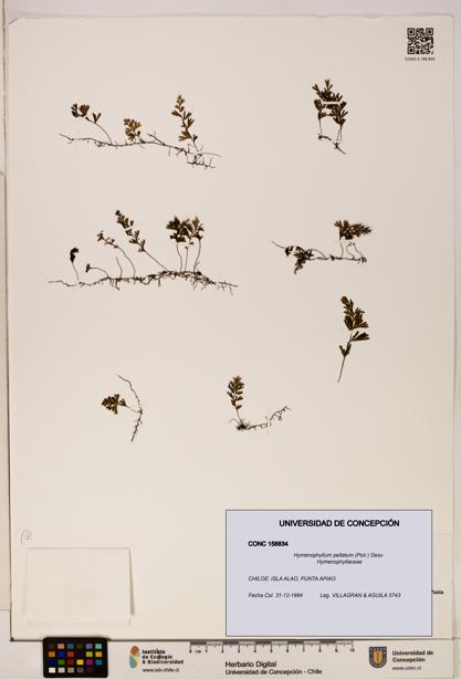 Hymenophyllum peltatum [Espécimen: ]
