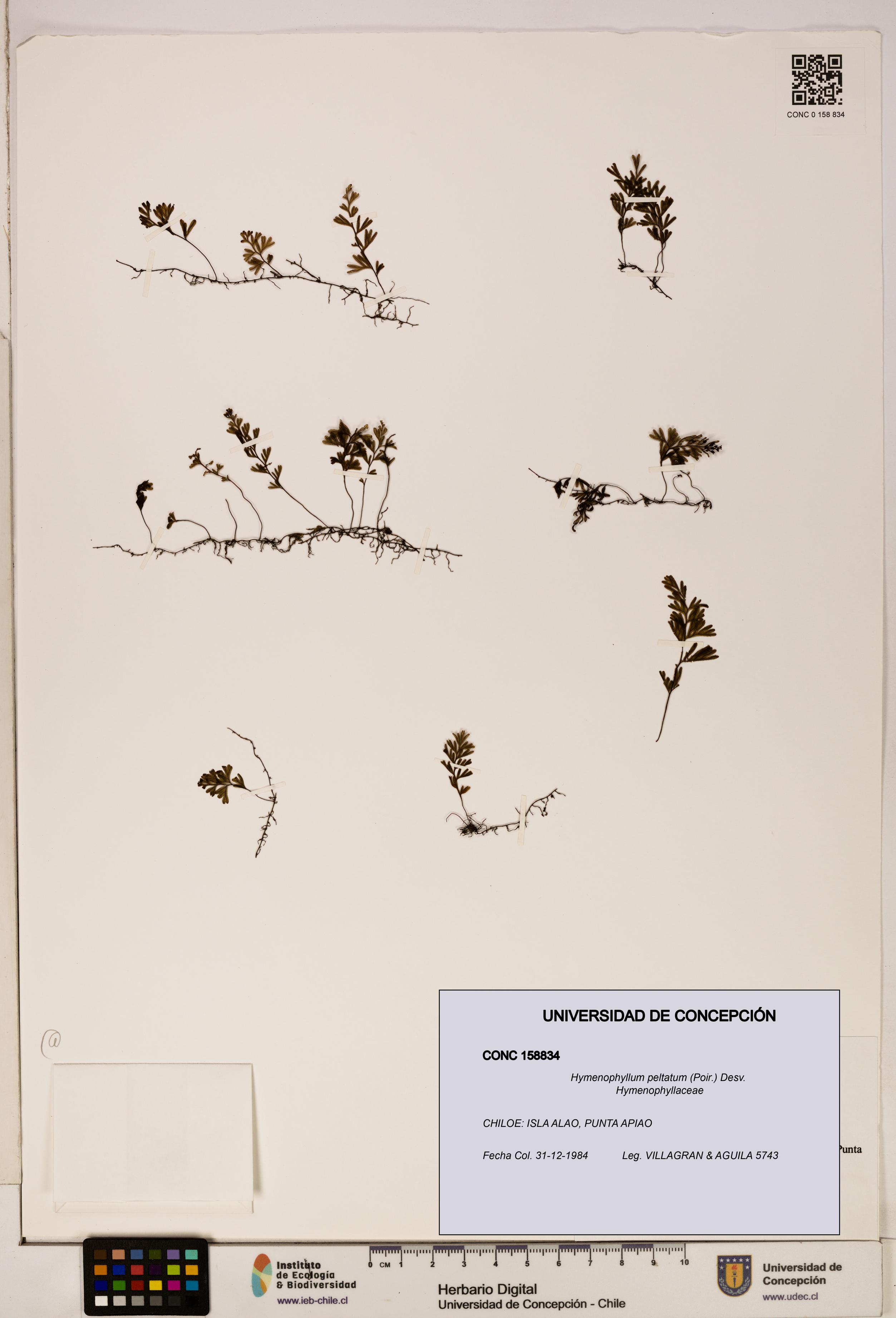 Hymenophyllum peltatum [Espécimen: ]