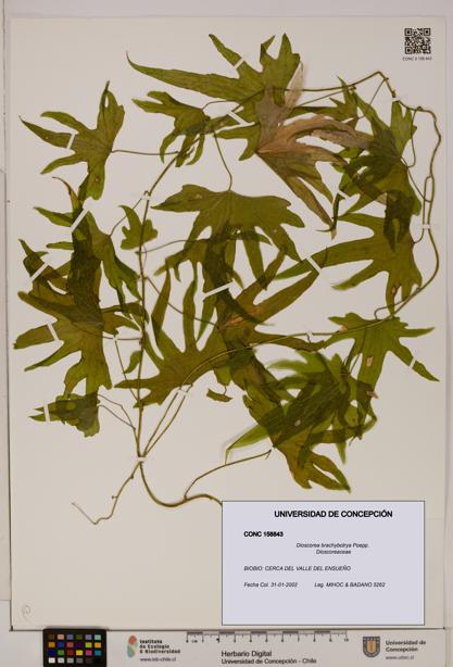 Dioscorea brachybotrya [Espécimen: ]