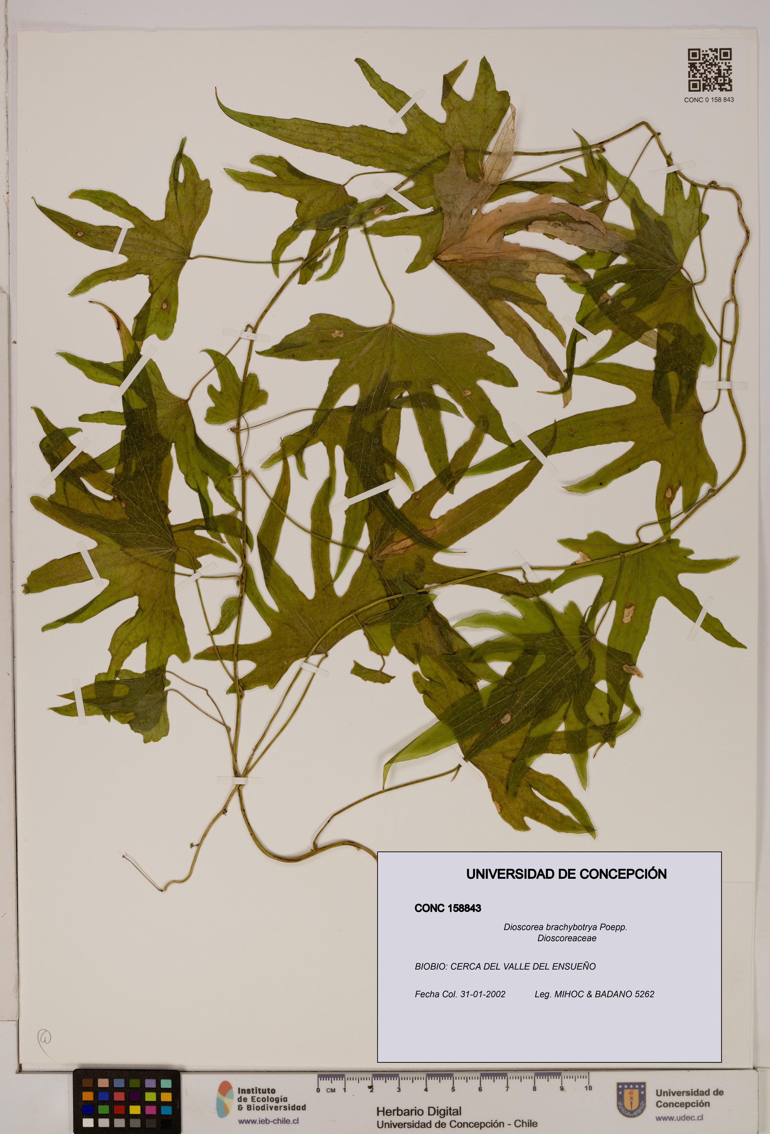 Dioscorea brachybotrya [Espécimen: ]