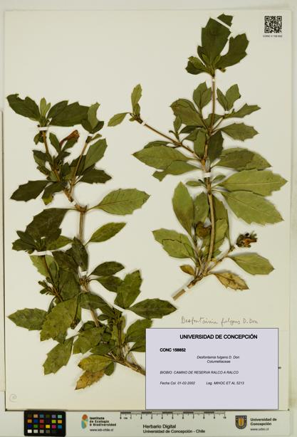 Desfontainia fulgens [Espécimen: UDEC:CONC:0158852]