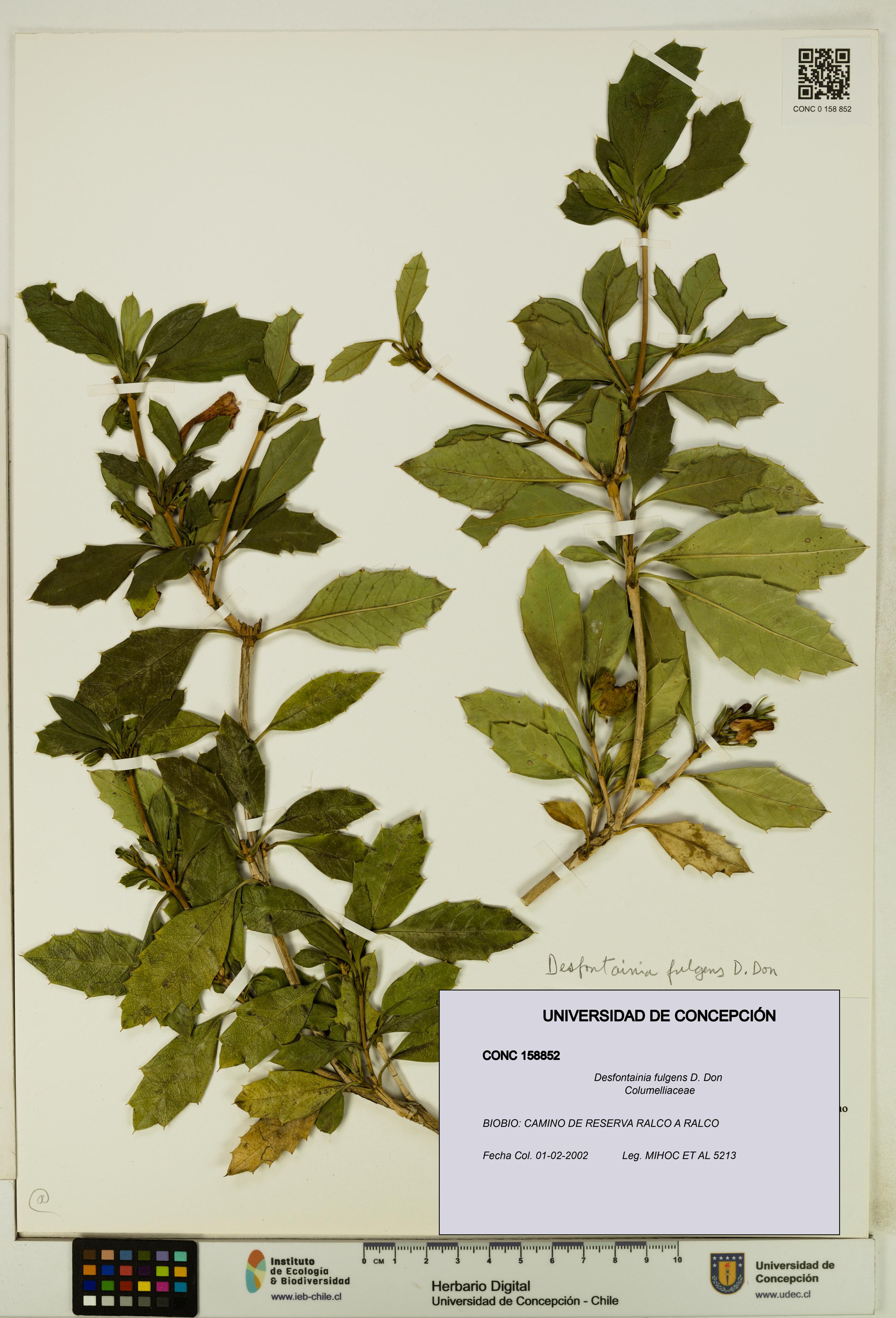 Desfontainia fulgens [Espécimen: UDEC:CONC:0158852]